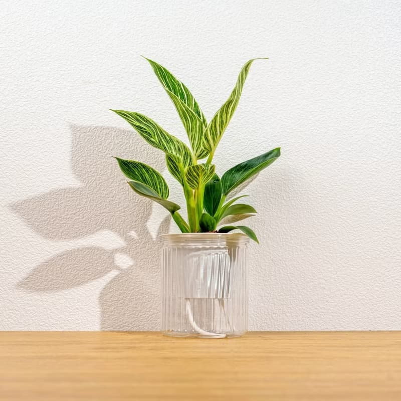 鉑金蔓綠絨 植栽 免澆水盆栽 室內植物 觀葉植物 辦公室小物