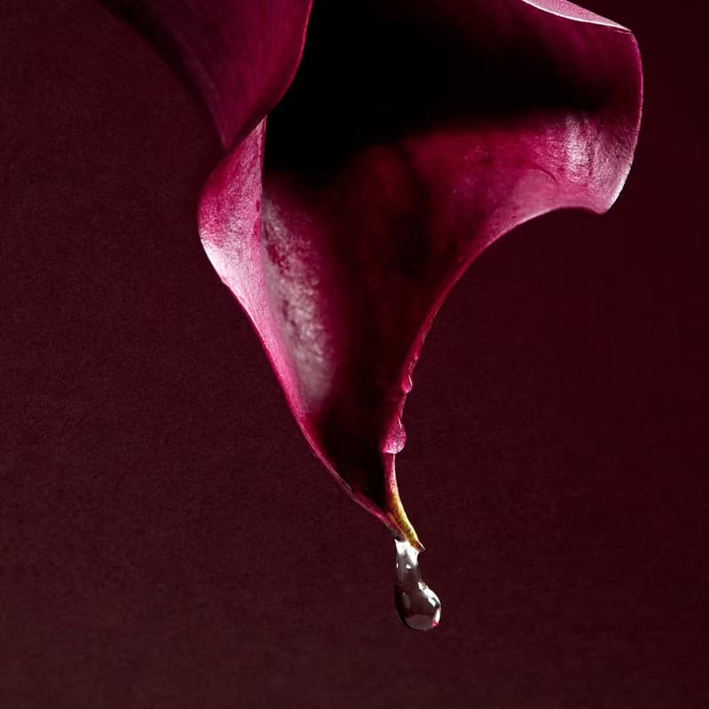 羽曦堂【沿花凝露】頂級台灣紅烏龍茶