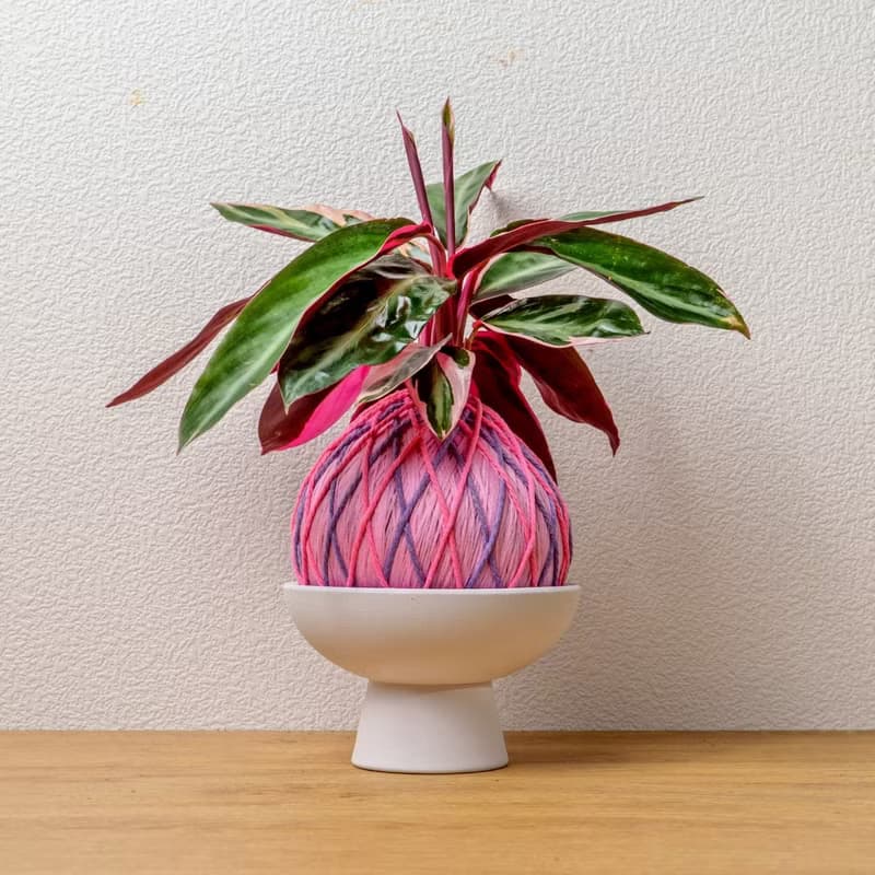 苔球植物 彩虹竹芋粉紫苔球加磨砂高腳缽 苔球 苔玉 禮物