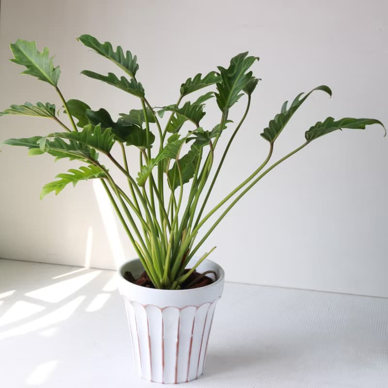 植栽 盆栽 l 奧利多蔓綠絨 大盆羅馬浮雕盆 開幕植物 強散光