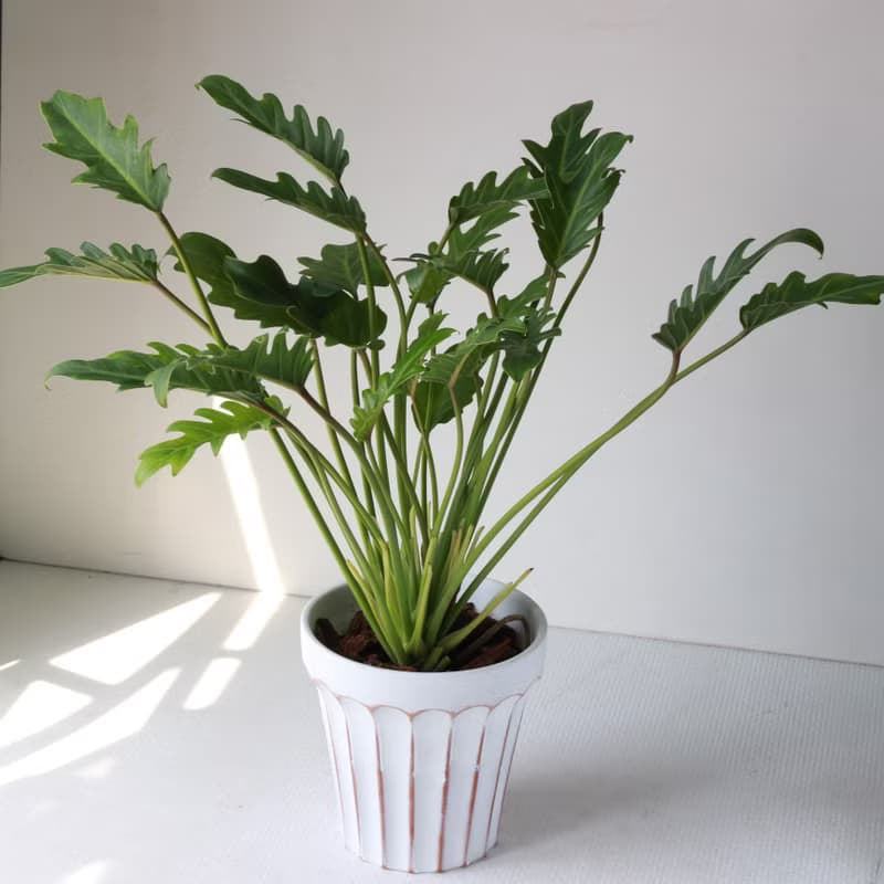 植栽 盆栽 l 奧利多蔓綠絨 大盆羅馬浮雕盆 開幕植物 強散光