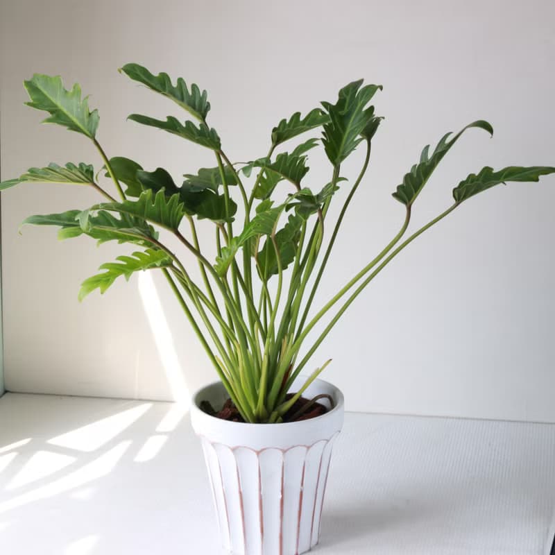 植栽 盆栽 l 奧利多蔓綠絨 大盆羅馬浮雕盆 開幕植物 強散光