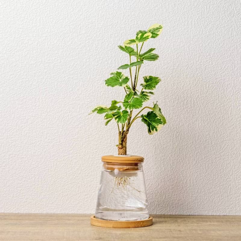 白雪福祿桐 三角水耕盆栽 室內植物 觀葉植物 禮物 水培