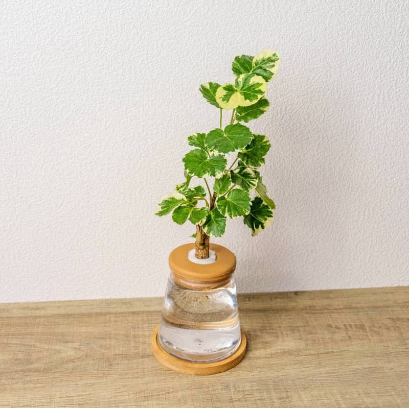 白雪福祿桐 三角水耕盆栽 室內植物 觀葉植物 禮物 水培