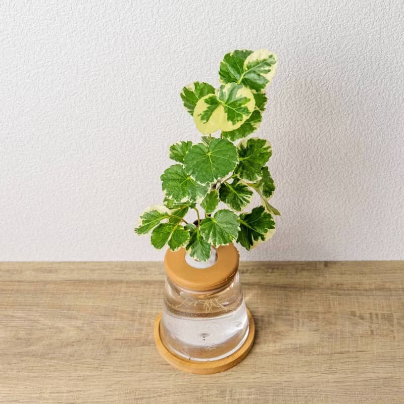 白雪福祿桐 三角水耕盆栽 室內植物 觀葉植物 禮物 水培