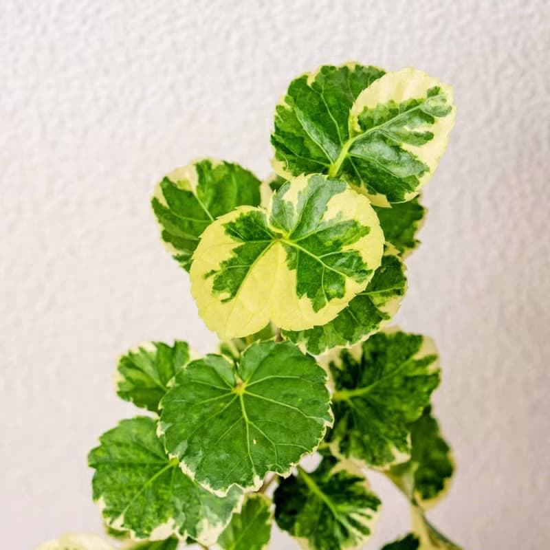 白雪福祿桐 三角水耕盆栽 室內植物 觀葉植物 禮物 水培