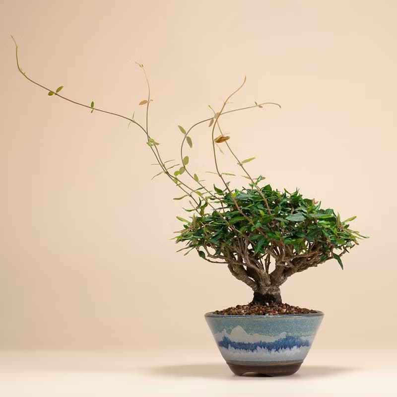 【日本植物】縮緬葛 小品盆景 居家陽台 窗台植物
