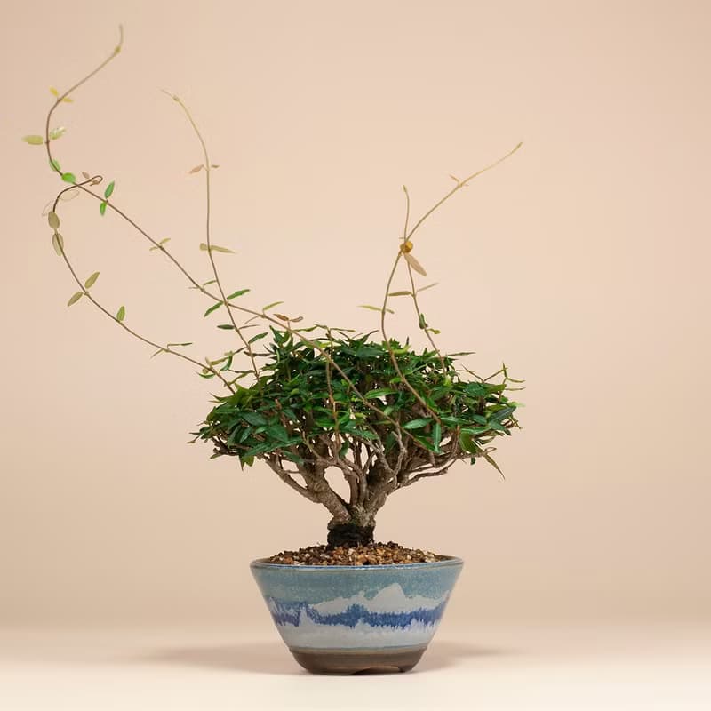 【日本植物】縮緬葛 小品盆景 居家陽台 窗台植物