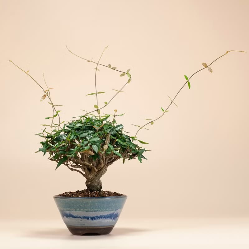 【日本植物】縮緬葛 小品盆景 居家陽台 窗台植物