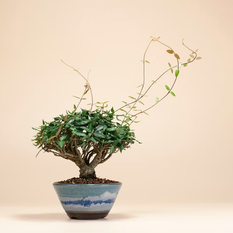 【日本植物】縮緬葛 小品盆景 居家陽台 窗台植物