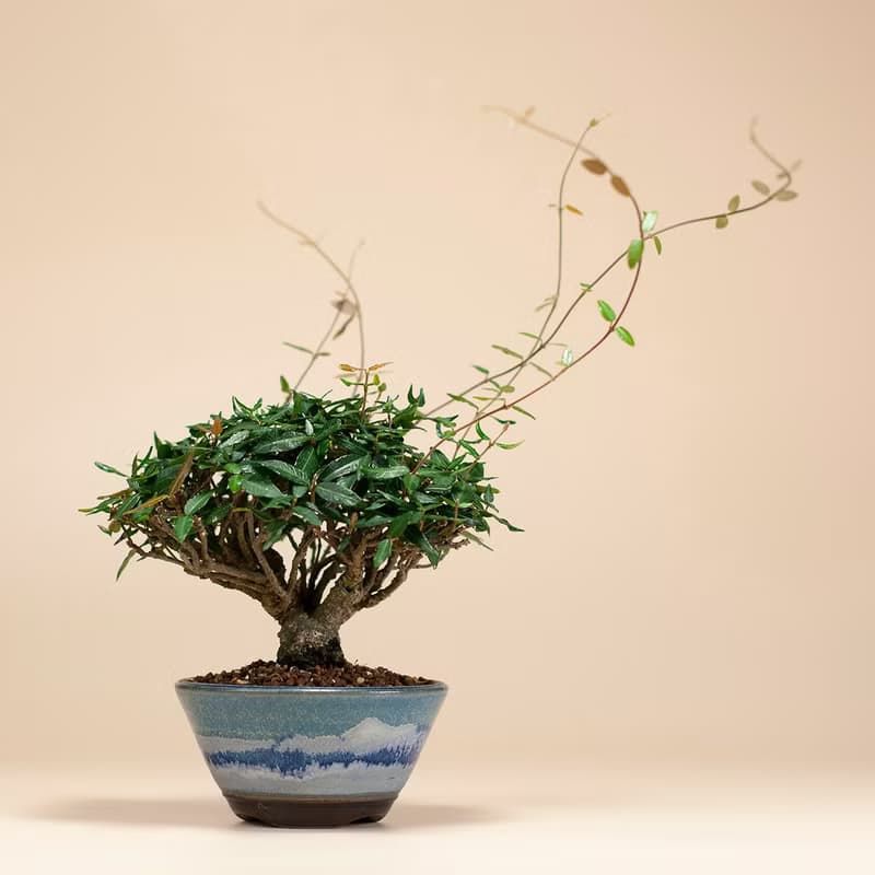 【日本植物】縮緬葛 小品盆景 居家陽台 窗台植物