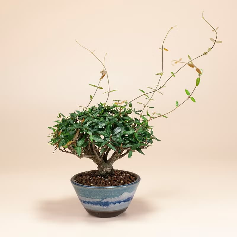 【日本植物】縮緬葛 小品盆景 居家陽台 窗台植物