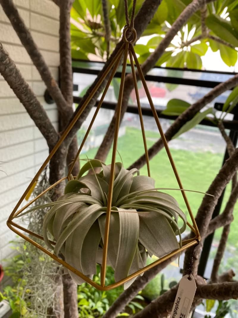 霸王空氣鳳梨  空間佈置 交換 畢業禮物(含植物)