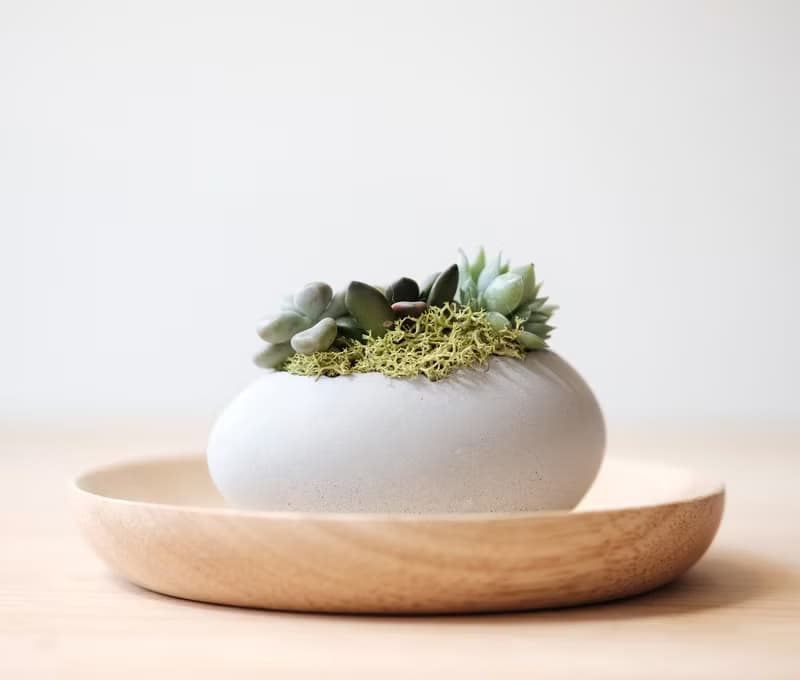 橫式鵝蛋水泥盆-多肉盆栽材料包 Succulents potted
