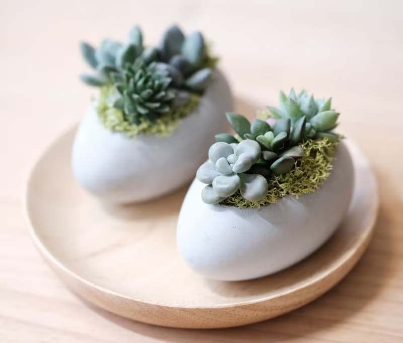 橫式鵝蛋水泥盆-多肉盆栽材料包 Succulents potted