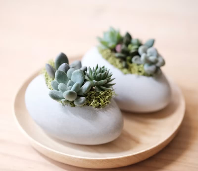橫式鵝蛋水泥盆-多肉盆栽材料包 Succulents potted