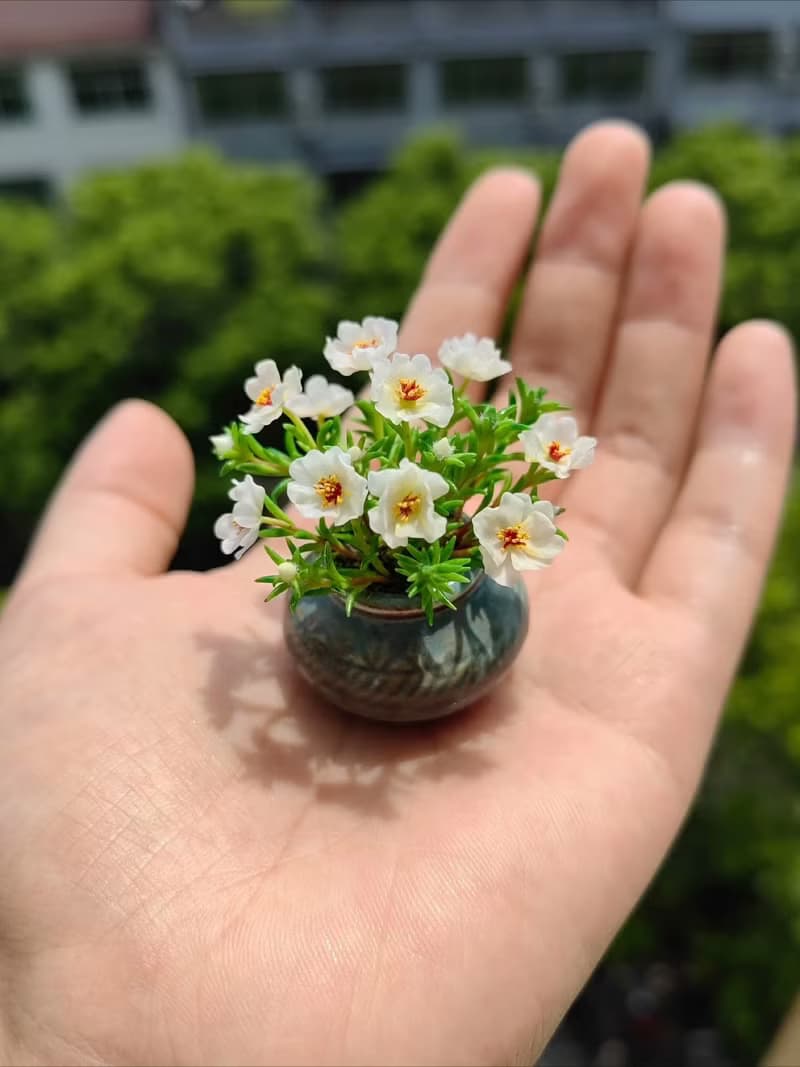 微縮黏土太陽花半枝蓮迷你盆栽