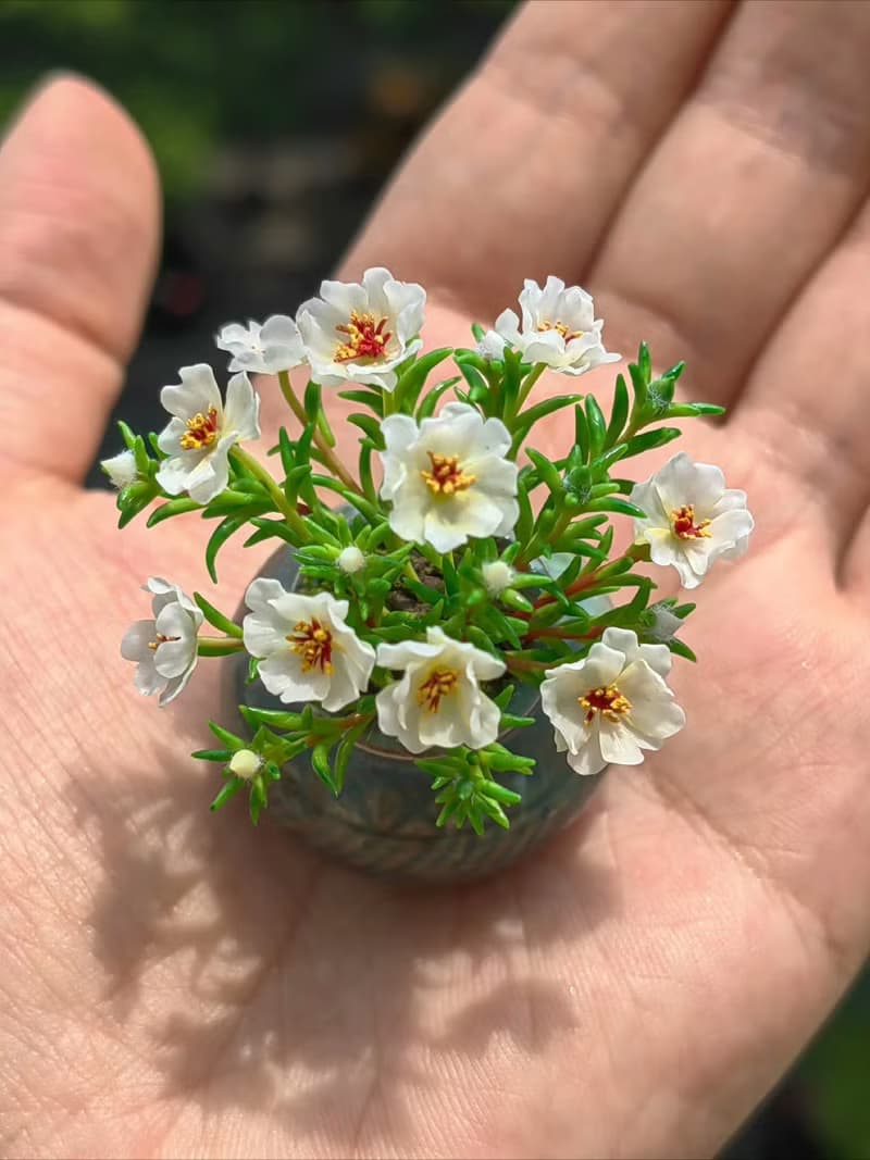 微縮黏土太陽花半枝蓮迷你盆栽