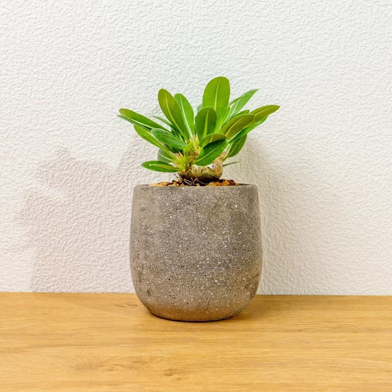 惠比須笑大黑 桌上型水泥盆栽 觀葉植物 禮物 盆栽 交換禮物