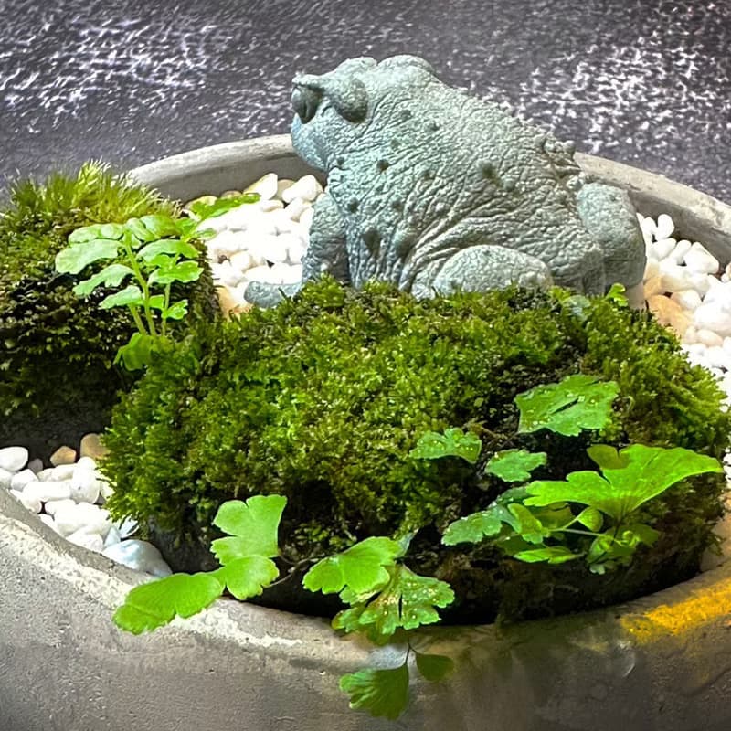 自然苔玉美學 –石蟾