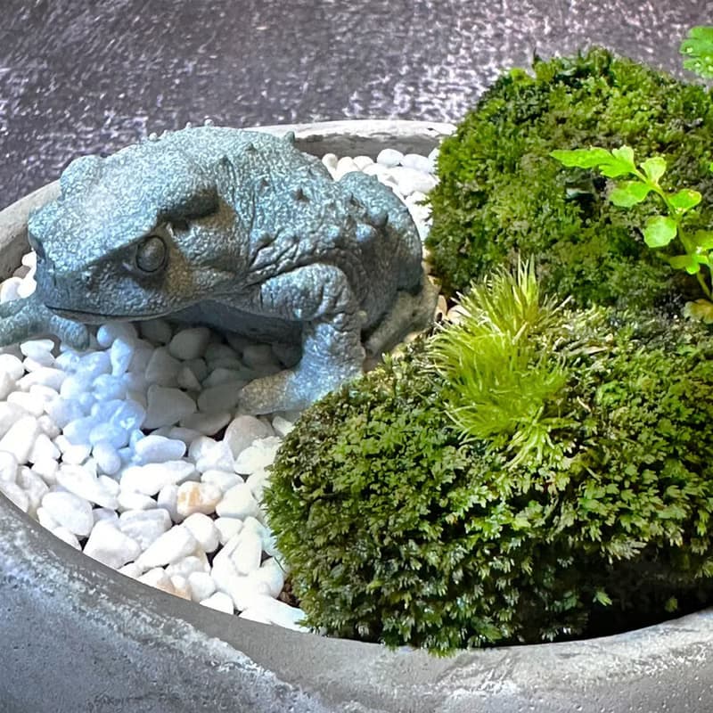 自然苔玉美學 –石蟾