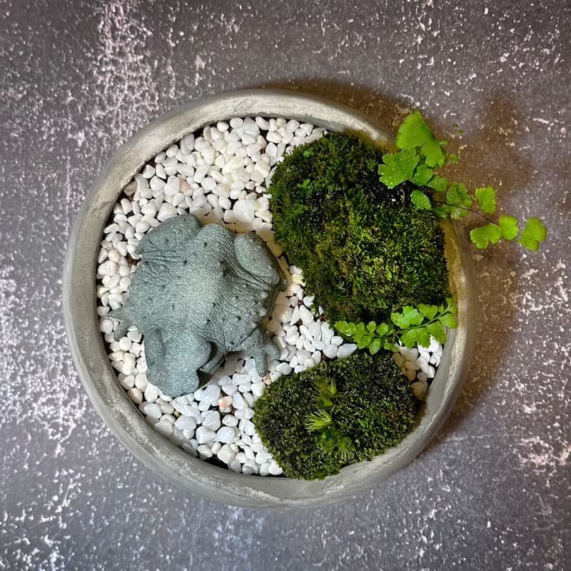 自然苔玉美學 –石蟾