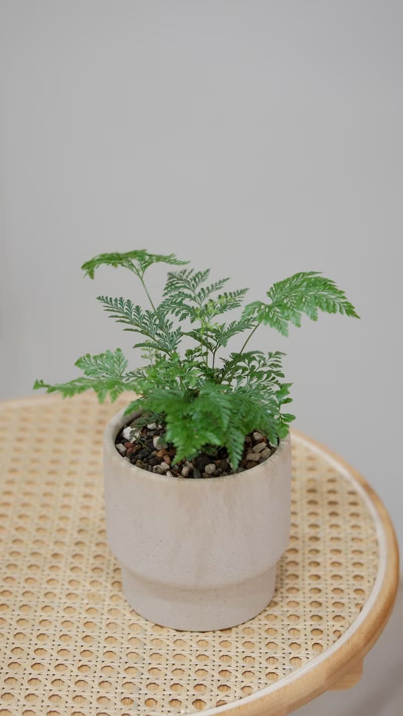 斐濟骨碎補