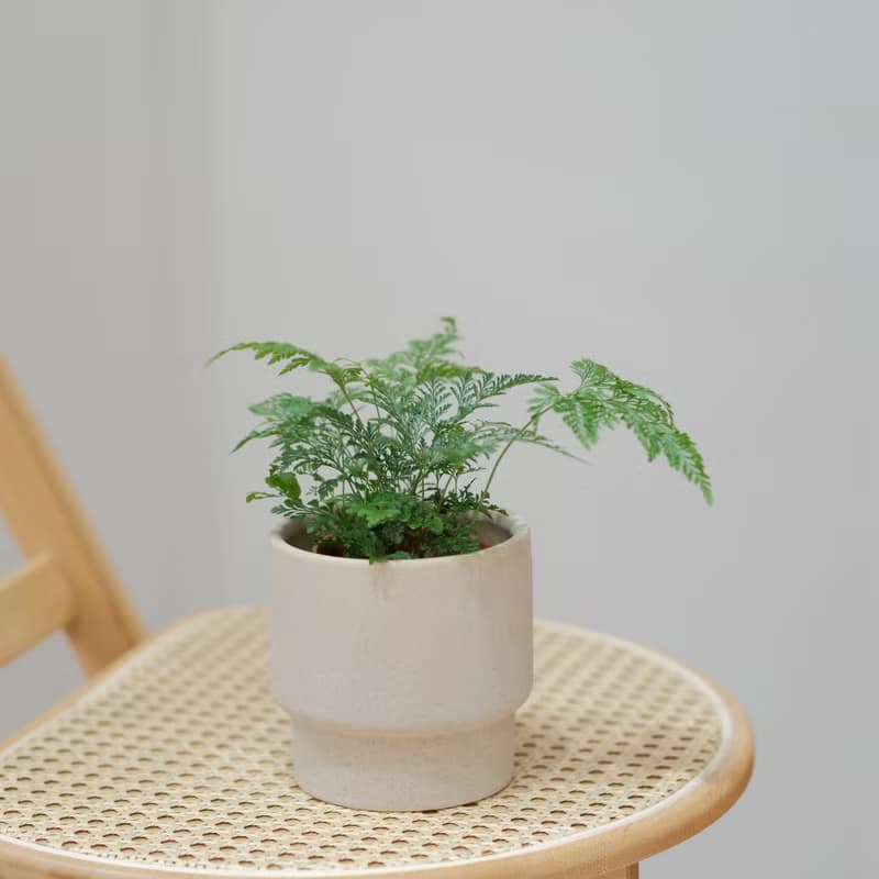 斐濟骨碎補
