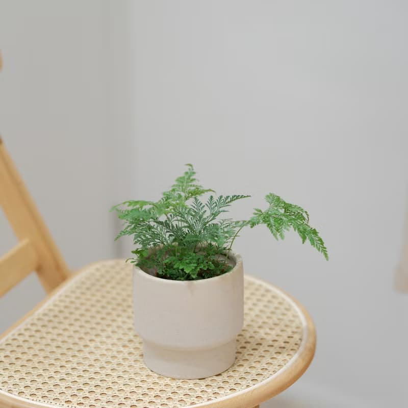 斐濟骨碎補