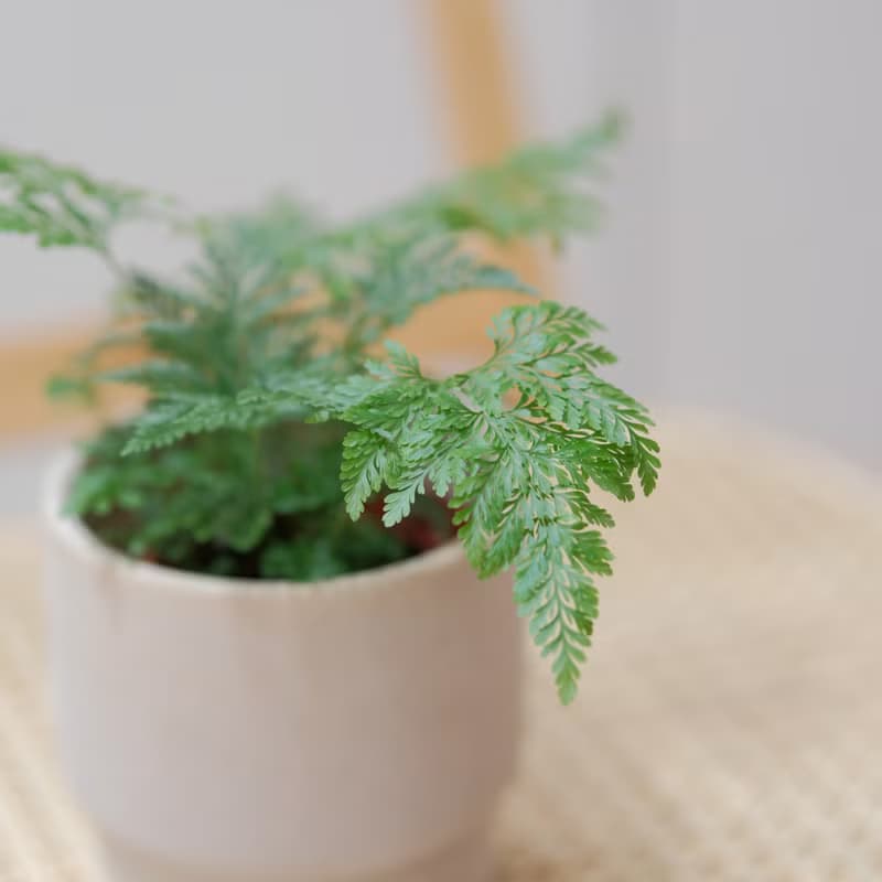 斐濟骨碎補
