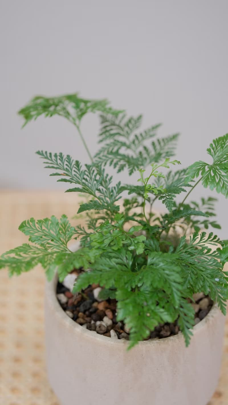 斐濟骨碎補