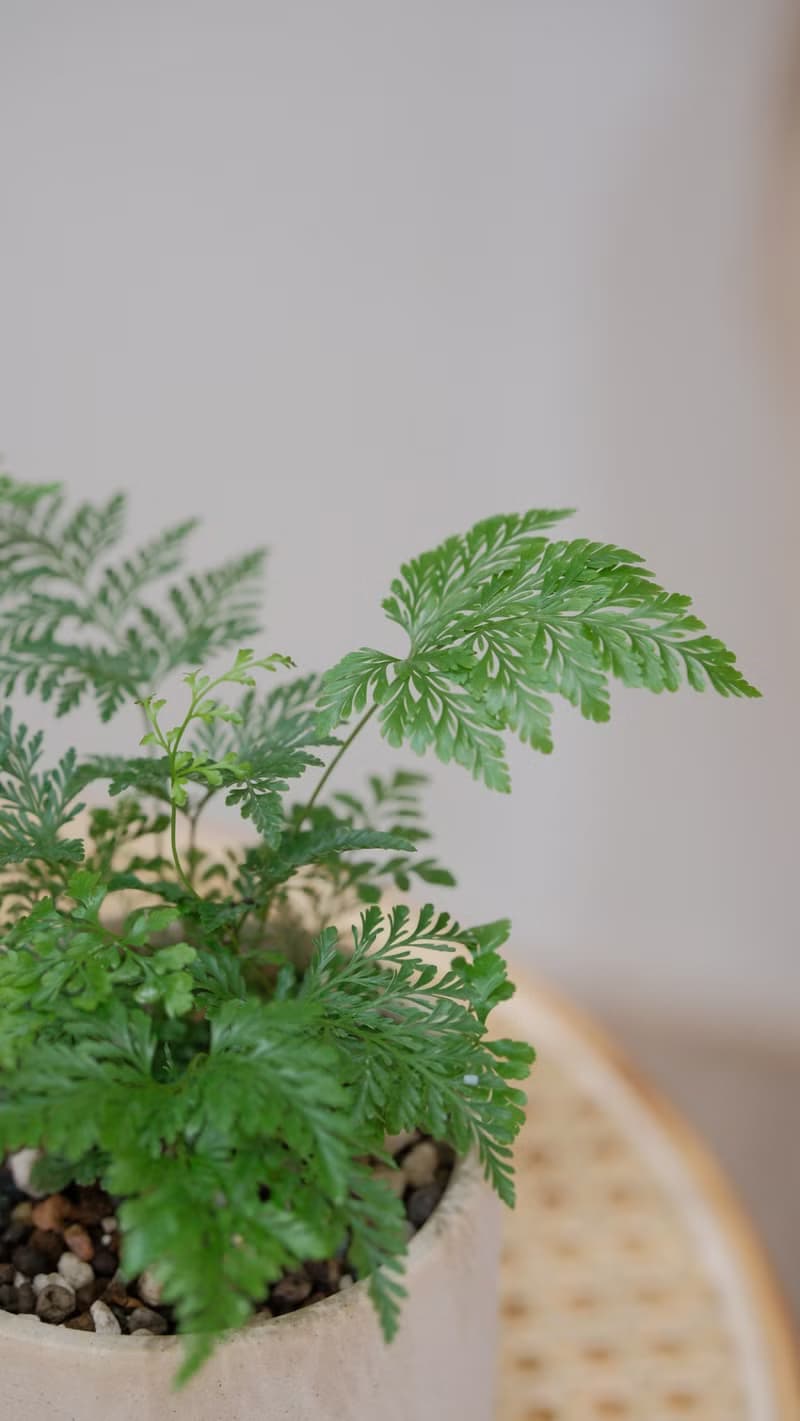 斐濟骨碎補