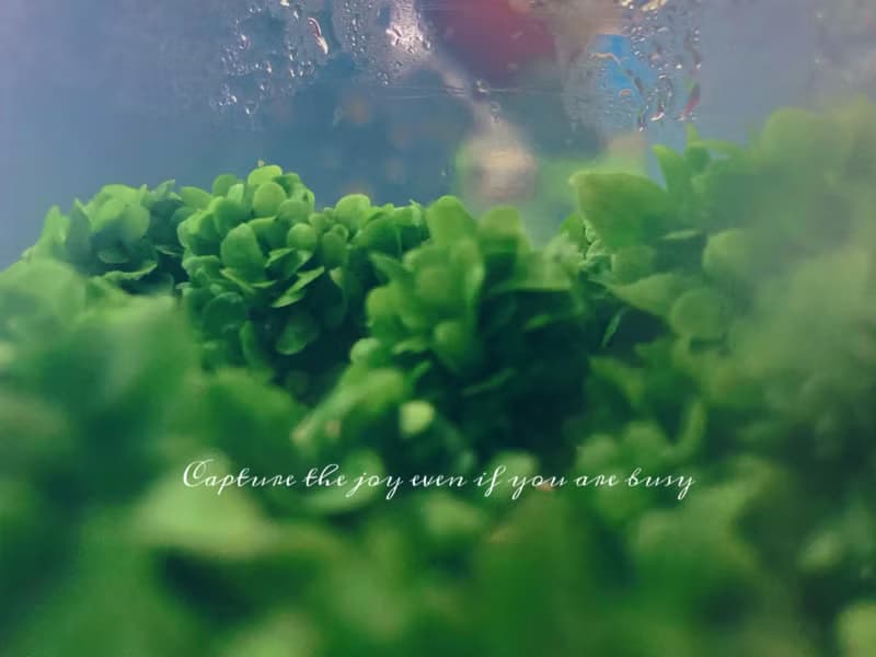 【新植物限量款— 海岸擬茀蕨】許願玻璃球 2號瓶 懶人盆栽 辦公