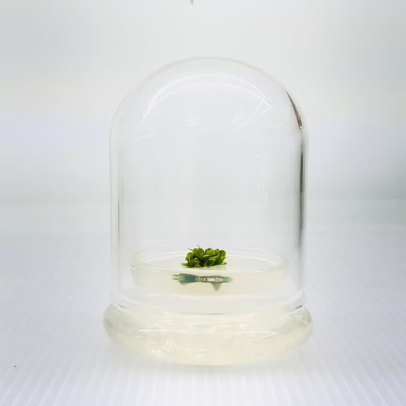 【新植物限量款— 海岸擬茀蕨】許願玻璃球 2號瓶 懶人盆栽 辦公
