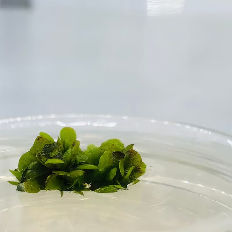【新植物限量款— 海岸擬茀蕨】許願玻璃球 2號瓶 懶人盆栽 辦公