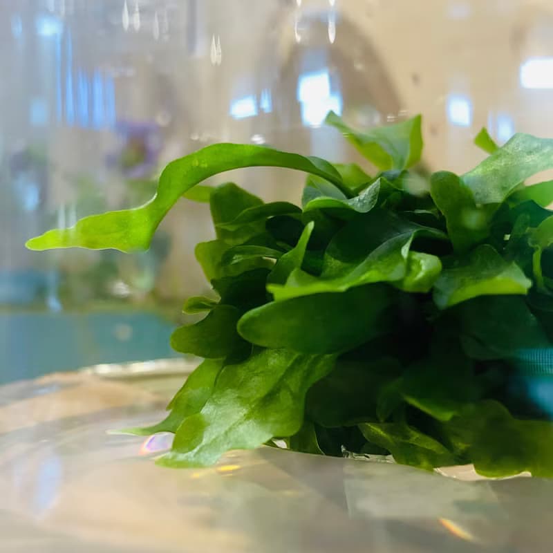 【新植物限量款— 海岸擬茀蕨】許願玻璃球 2號瓶 懶人盆栽 辦公