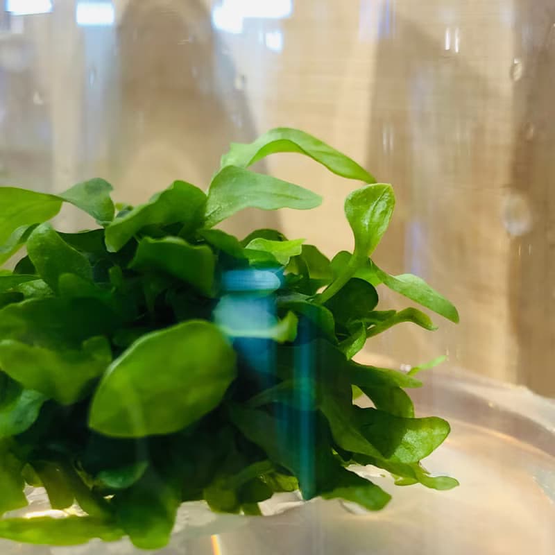 【新植物限量款— 海岸擬茀蕨】許願玻璃球 2號瓶 懶人盆栽 辦公