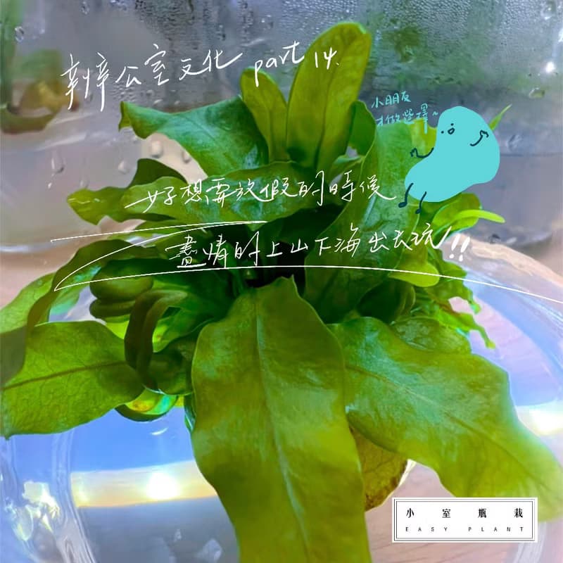 【新植物限量款— 海岸擬茀蕨】許願玻璃球 2號瓶 懶人盆栽 辦公