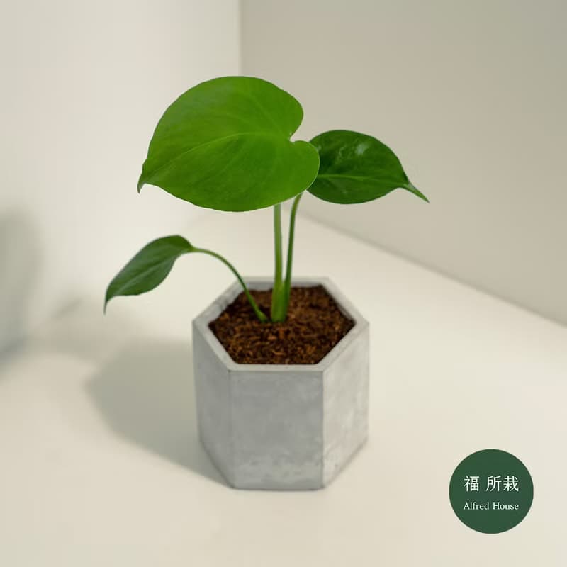 龜背芋│泥作系列│福所栽