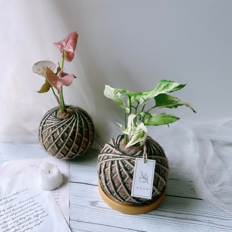 小苔球 合果芋 植栽 室內植物