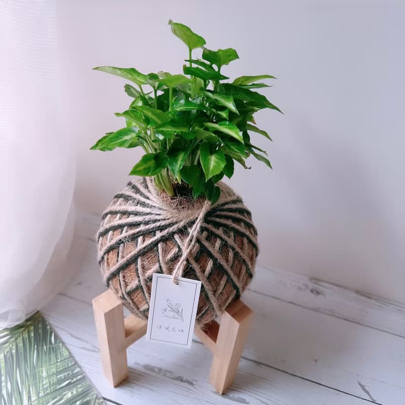 小苔球 合果芋 植栽 室內植物