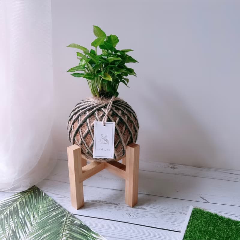 小苔球 合果芋 植栽 室內植物