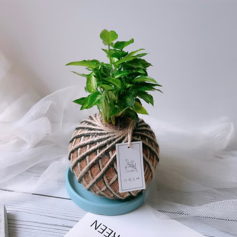 小苔球 合果芋 植栽 室內植物