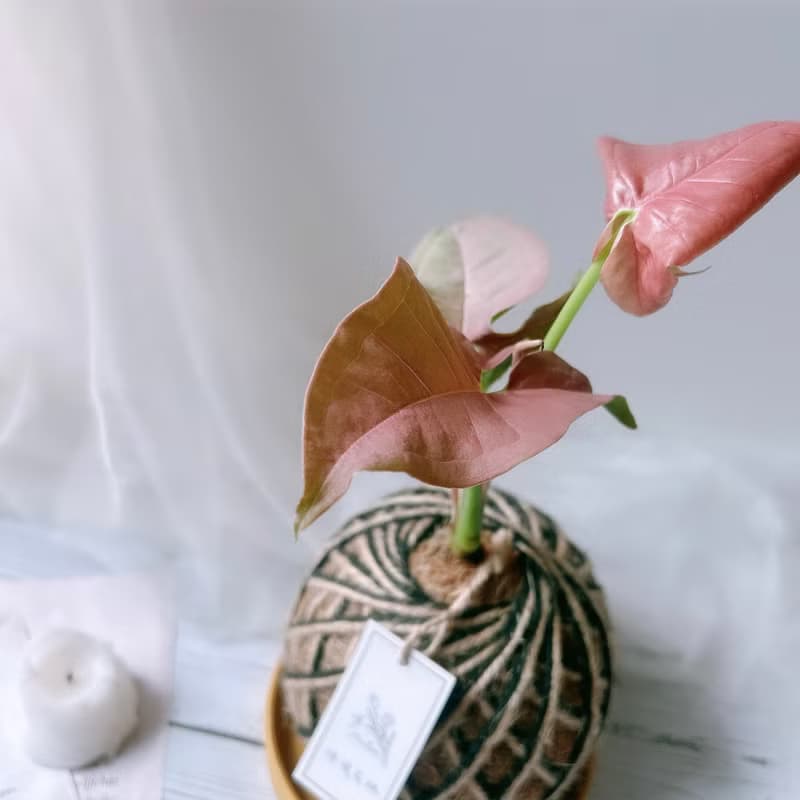 小苔球 合果芋 植栽 室內植物