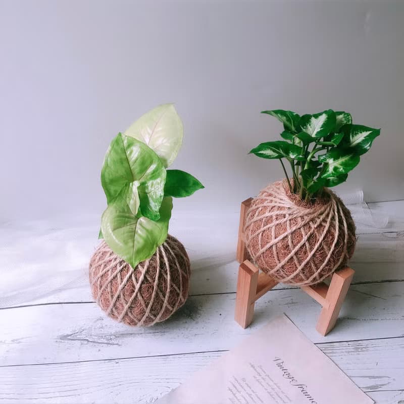 小苔球 合果芋 植栽 室內植物
