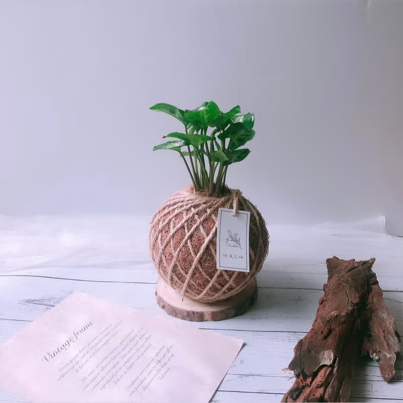 小苔球 合果芋 植栽 室內植物
