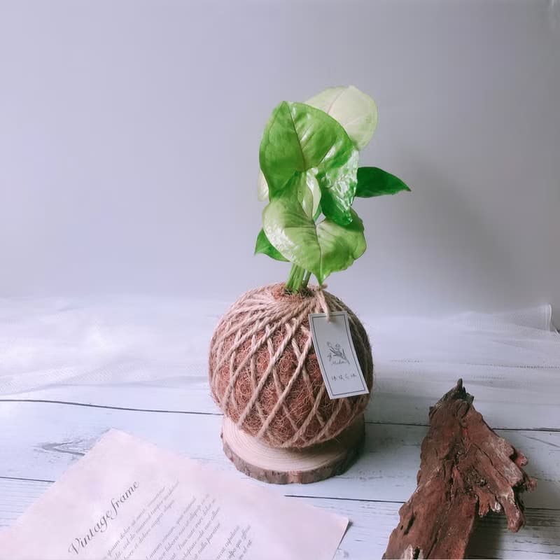 小苔球 合果芋 植栽 室內植物