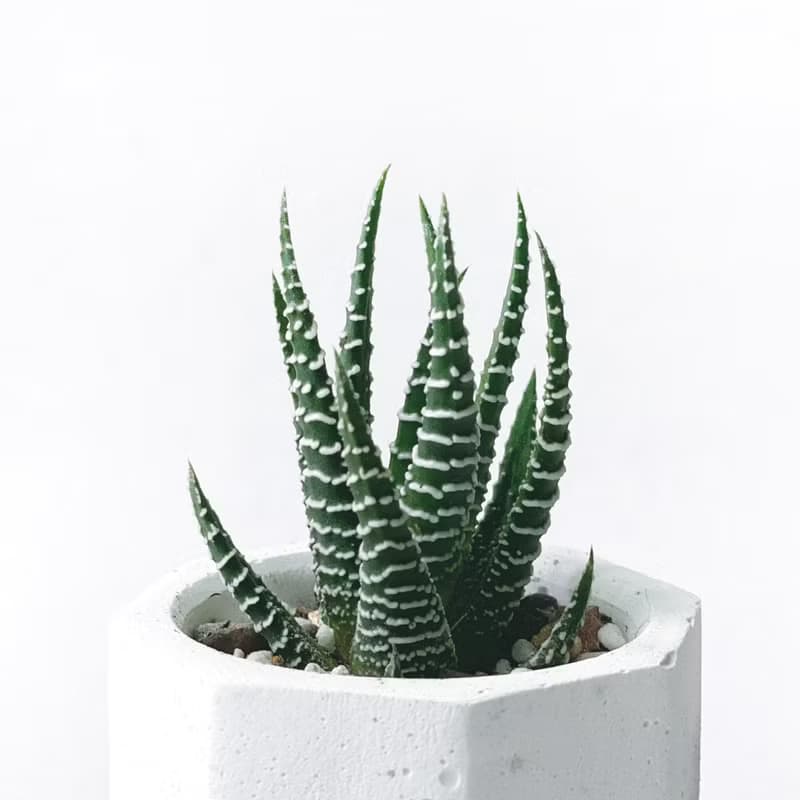 (現貨) 白灰漸層系列 | 十二之卷 小八角形漸層水泥多肉植栽