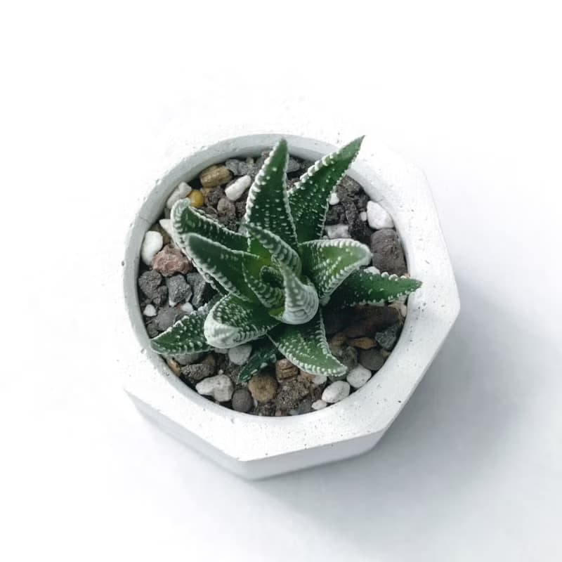(現貨) 白灰漸層系列 | 十二之卷 小八角形漸層水泥多肉植栽