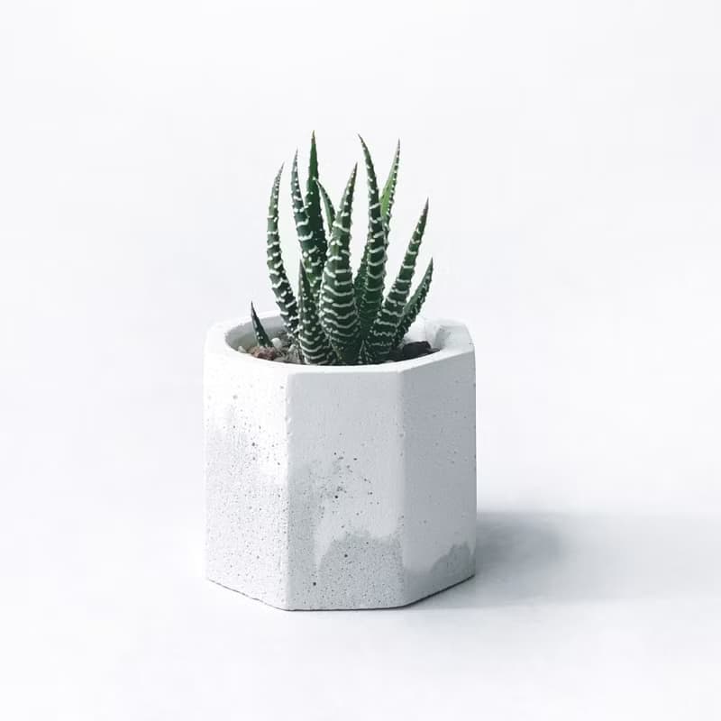 (現貨) 白灰漸層系列 | 十二之卷 小八角形漸層水泥多肉植栽